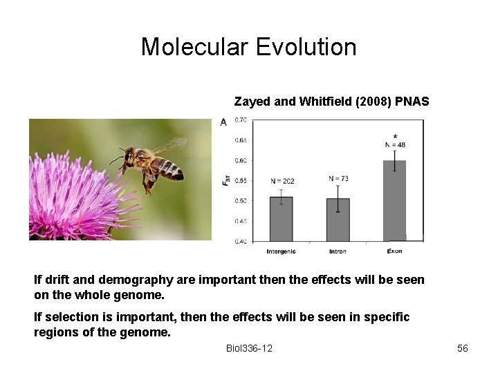 Molecular Evolution Zayed and Whitfield (2008) PNAS If drift and demography are important then