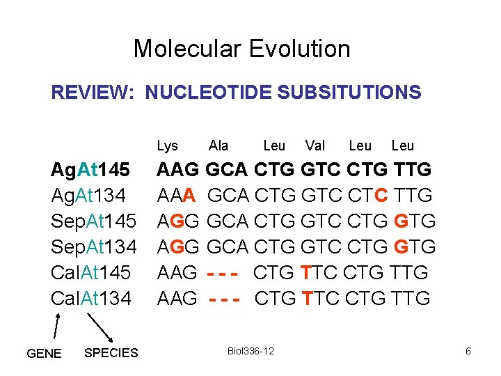 Molecular Evolution REVIEW: NUCLEOTIDE SUBSITUTIONS Lys Ag. At 145 Ag. At 134 Sep. At
