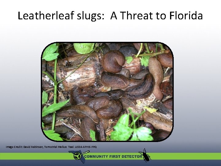Leatherleaf slugs: A Threat to Florida Image Credit: David Robinson, Terrestrial Mollusc Tool. USDA-APHIS-PPQ