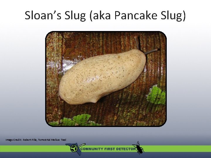 Sloan’s Slug (aka Pancake Slug) Image Credit: Robert Pilla, Terrestrial Mollusc Tool 