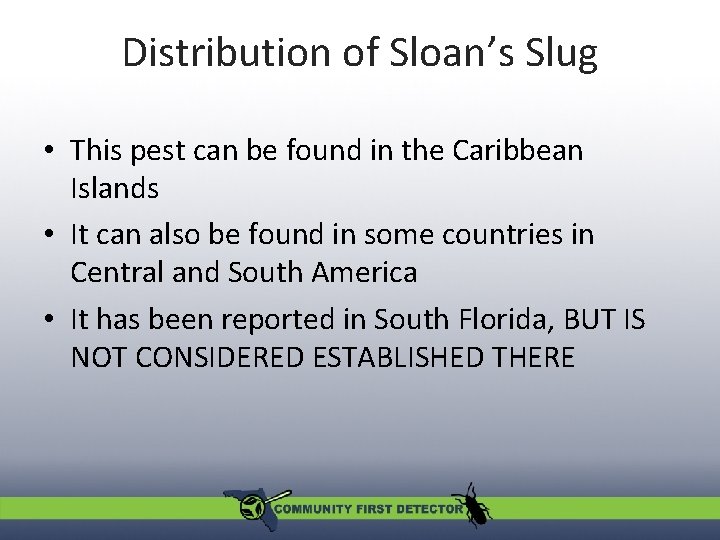 Distribution of Sloan’s Slug • This pest can be found in the Caribbean Islands