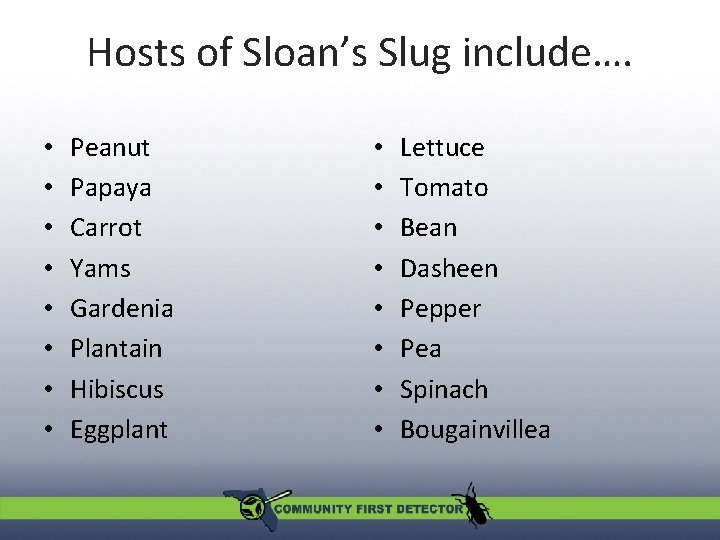 Hosts of Sloan’s Slug include…. • • Peanut Papaya Carrot Yams Gardenia Plantain Hibiscus