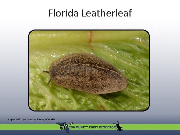 Florida Leatherleaf Image Credit: Lyle J. Buss, University of Florida 