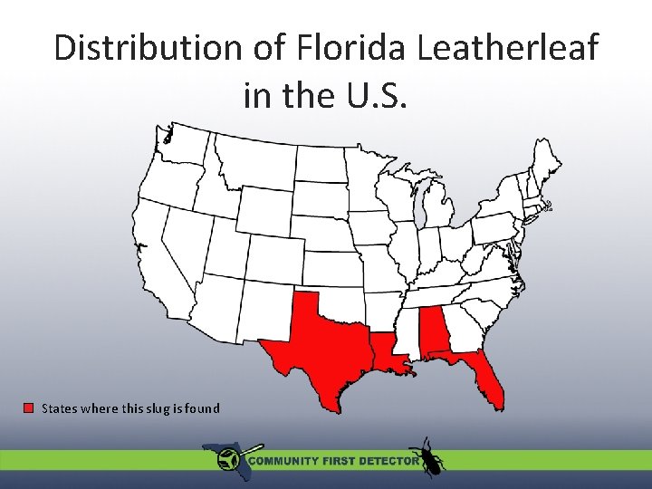 Distribution of Florida Leatherleaf in the U. S. States where this slug is found