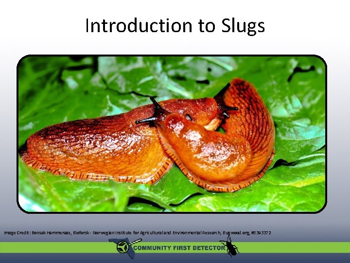 Introduction to Slugs Image Credit: Bonsak Hammeraas, Bioforsk - Norwegian Institute for Agricultural and