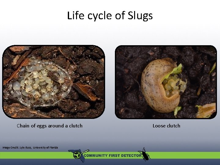 Life cycle of Slugs Chain of eggs around a clutch Image Credit: Lyle Buss,