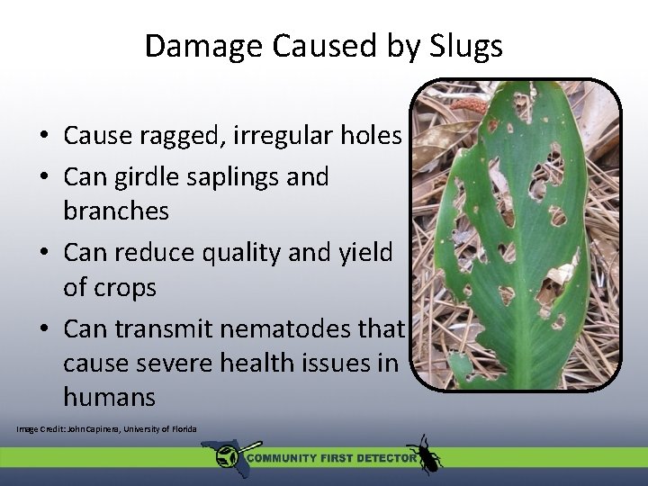 Damage Caused by Slugs • Cause ragged, irregular holes • Can girdle saplings and
