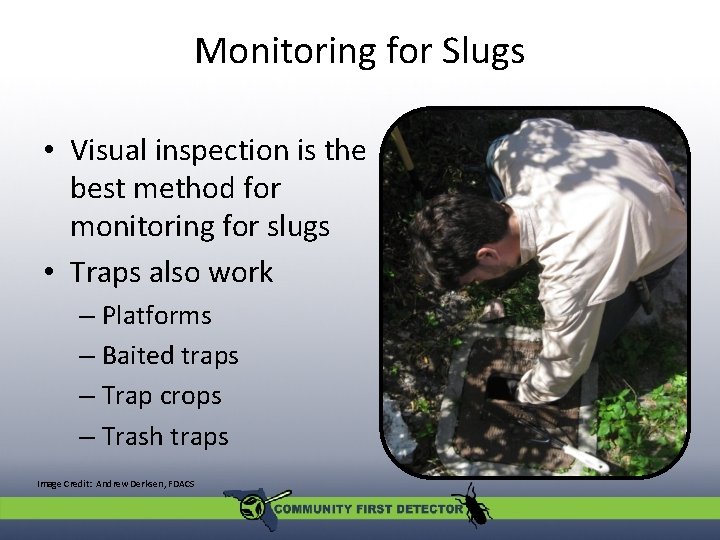 Monitoring for Slugs • Visual inspection is the best method for monitoring for slugs