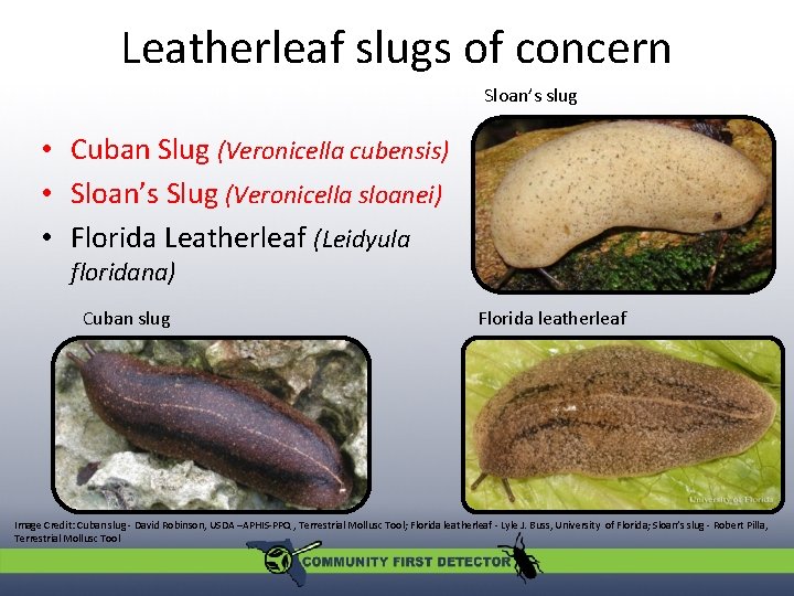 Leatherleaf slugs of concern Sloan’s slug • Cuban Slug (Veronicella cubensis) • Sloan’s Slug