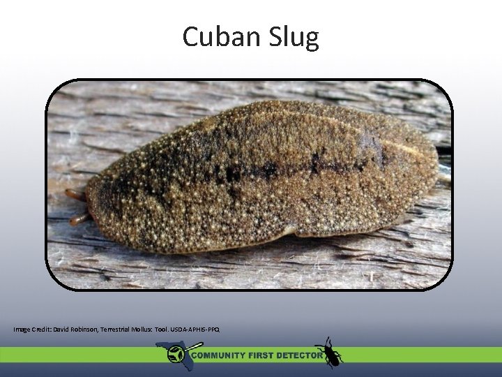 Cuban Slug Image Credit: David Robinson, Terrestrial Mollusc Tool. USDA-APHIS-PPQ 