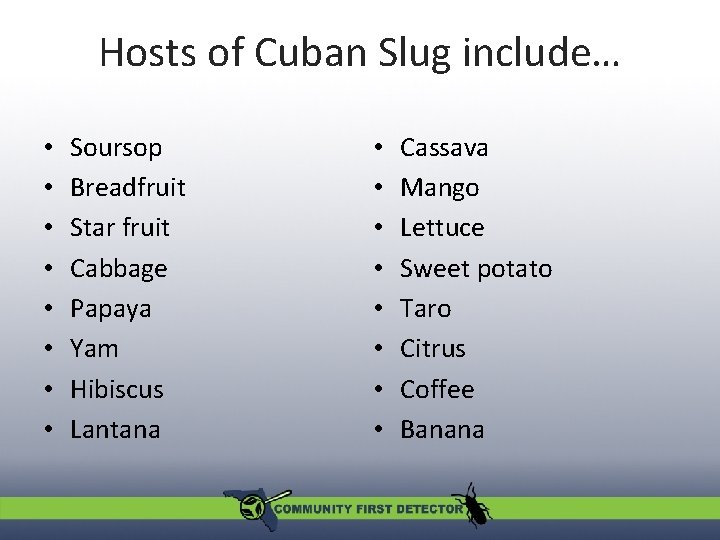 Hosts of Cuban Slug include… • • Soursop Breadfruit Star fruit Cabbage Papaya Yam