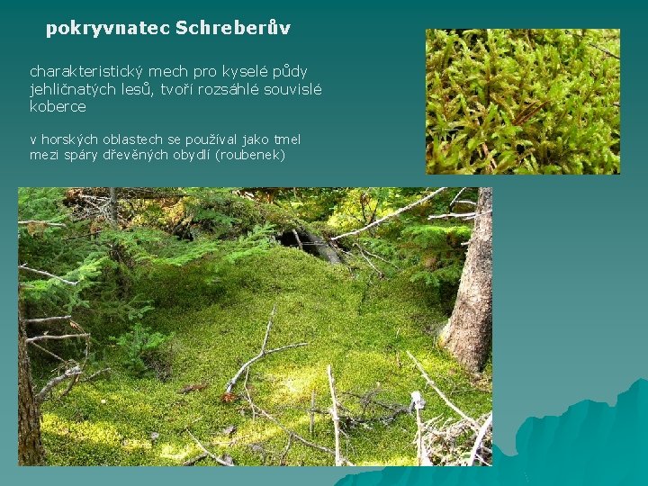 pokryvnatec Schreberův charakteristický mech pro kyselé půdy jehličnatých lesů, tvoří rozsáhlé souvislé koberce v