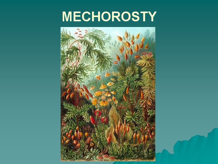 MECHOROSTY 