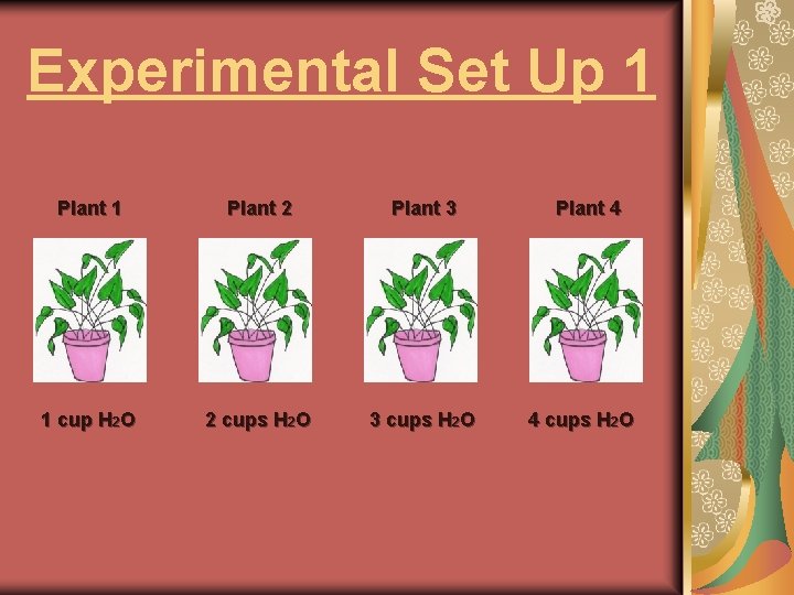 Experimental Set Up 1 Plant 2 Plant 3 1 cup H 2 O 2