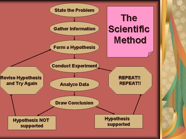 State the Problem Gather Information Form a Hypothesis The Scientific Method Conduct Experiment Revise