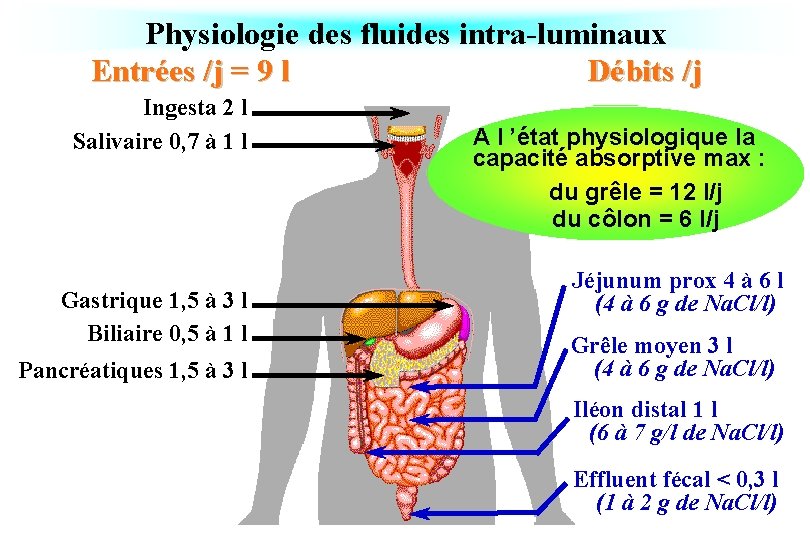 Physiologie des fluides intra-luminaux Entrées /j = 9 l Débits /j Ingesta 2 l