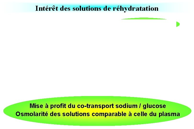 Intérêt des solutions de réhydratation Mise à profit du co-transport sodium / glucose Osmolarité