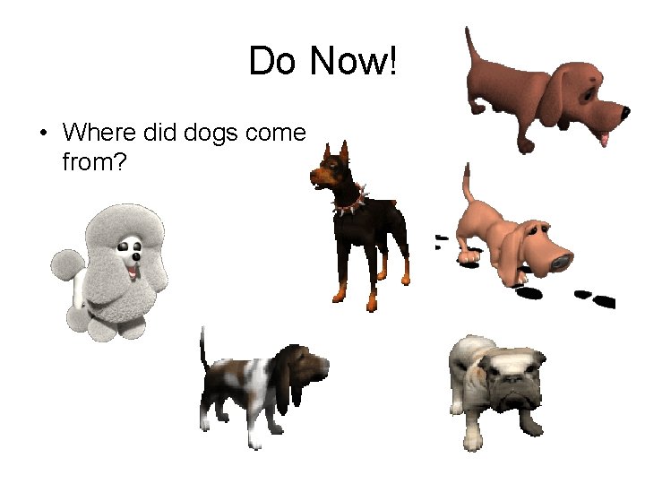 Do Now! • Where did dogs come from? 