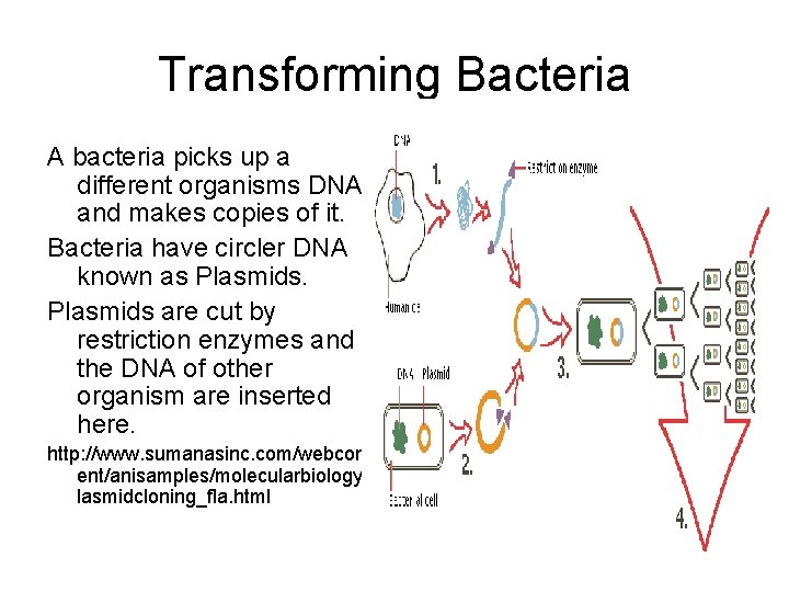 Transforming Bacteria A bacteria picks up a different organisms DNA and makes copies of