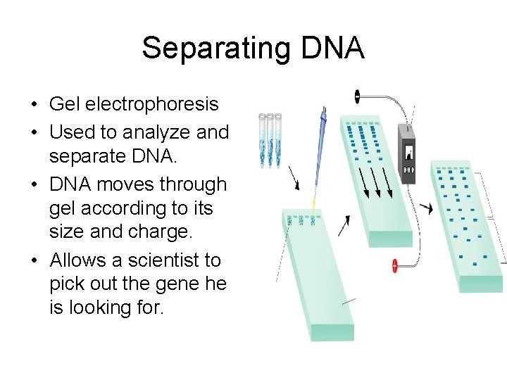 Separating DNA • Gel electrophoresis • Used to analyze and separate DNA. • DNA