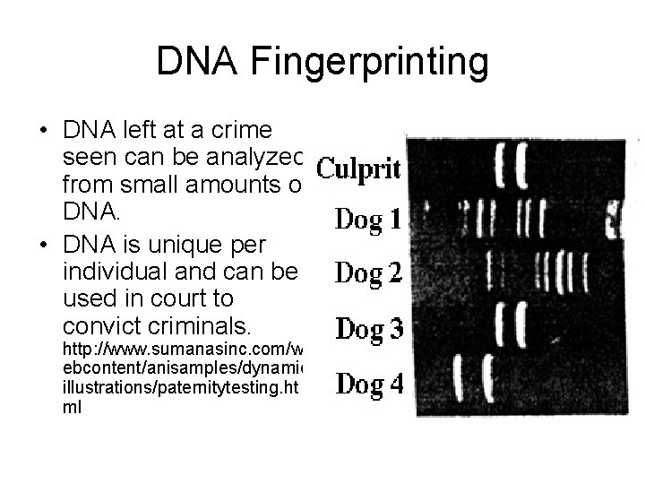 DNA Fingerprinting • DNA left at a crime seen can be analyzed from small