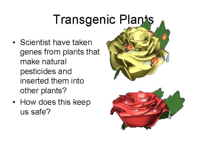 Transgenic Plants • Scientist have taken genes from plants that make natural pesticides and
