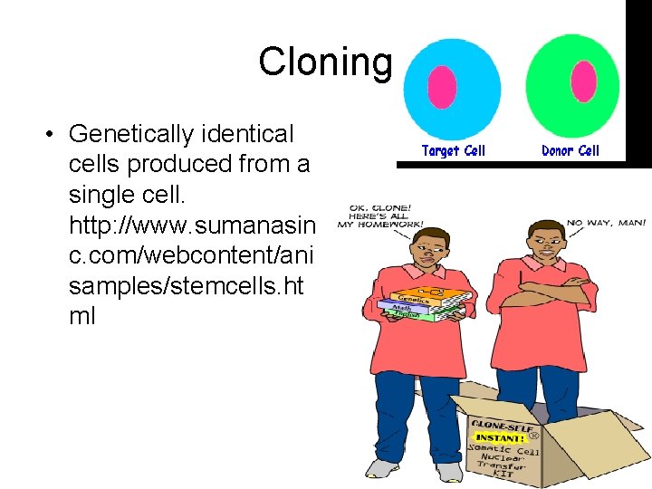 Cloning • Genetically identical cells produced from a single cell. http: //www. sumanasin c.