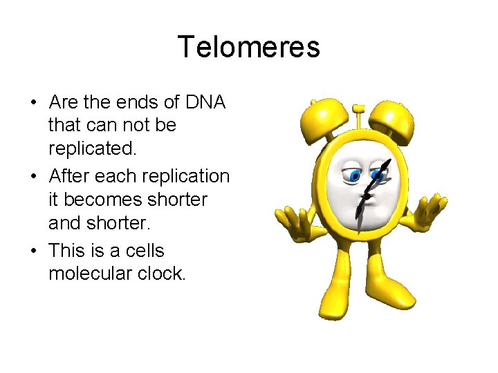 Telomeres • Are the ends of DNA that can not be replicated. • After