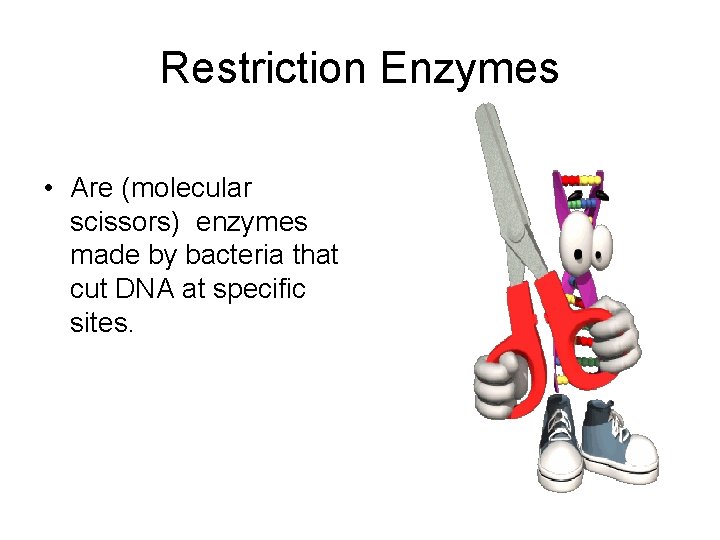 Restriction Enzymes • Are (molecular scissors) enzymes made by bacteria that cut DNA at