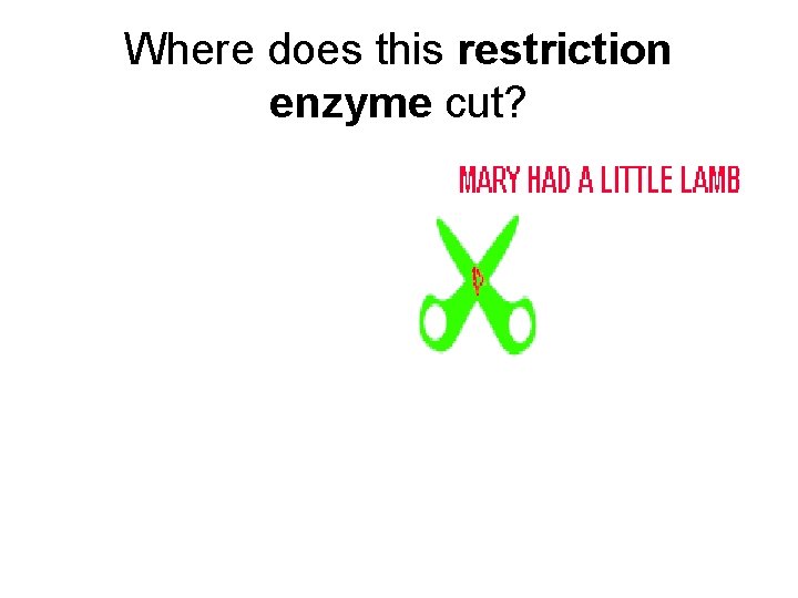 Where does this restriction enzyme cut? 