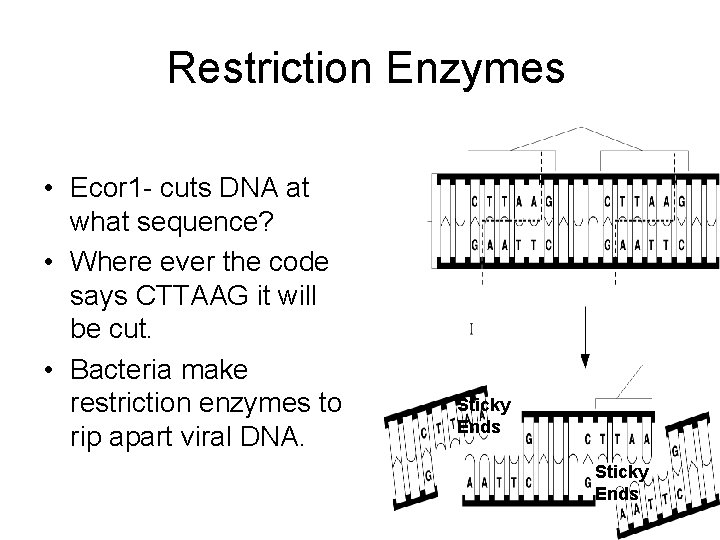  Restriction Enzymes • Ecor 1 - cuts DNA at what sequence? • Where