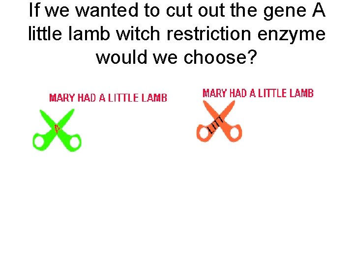 If we wanted to cut out the gene A little lamb witch restriction enzyme