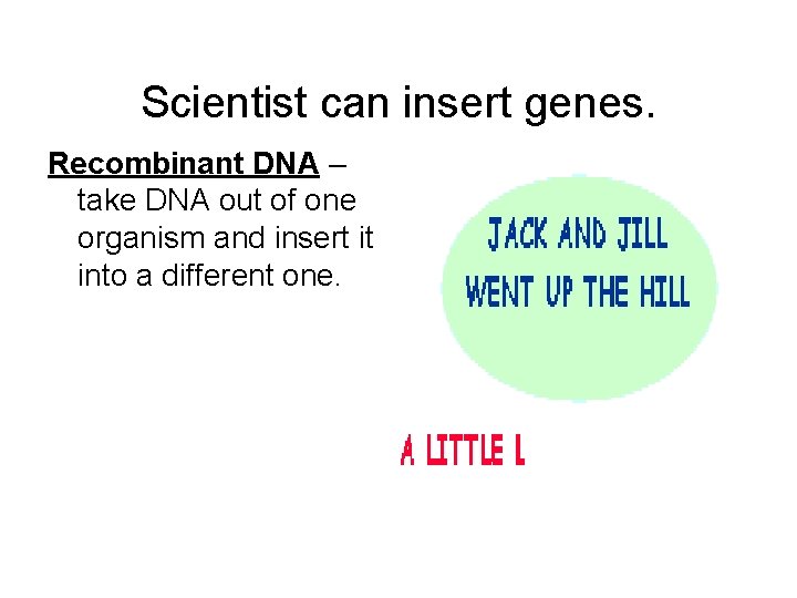 Scientist can insert genes. Recombinant DNA – take DNA out of one organism and