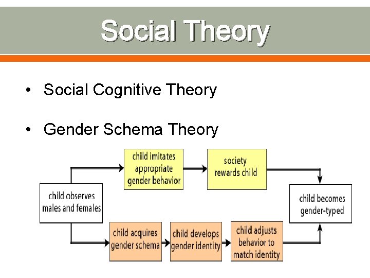 Social Theory • Social Cognitive Theory • Gender Schema Theory 
