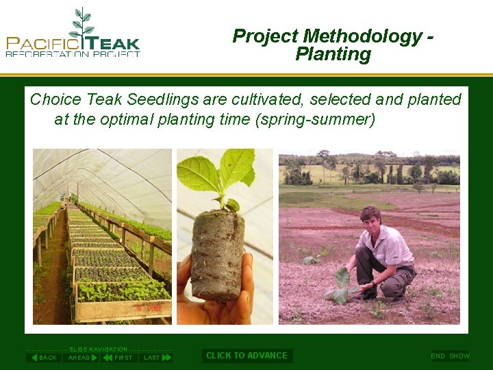 Project Methodology - Planting Choice Teak Seedlings are cultivated, selected and planted at the