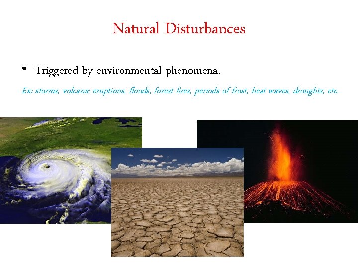 Natural Disturbances • Triggered by environmental phenomena. Ex: storms, volcanic eruptions, floods, forest fires,