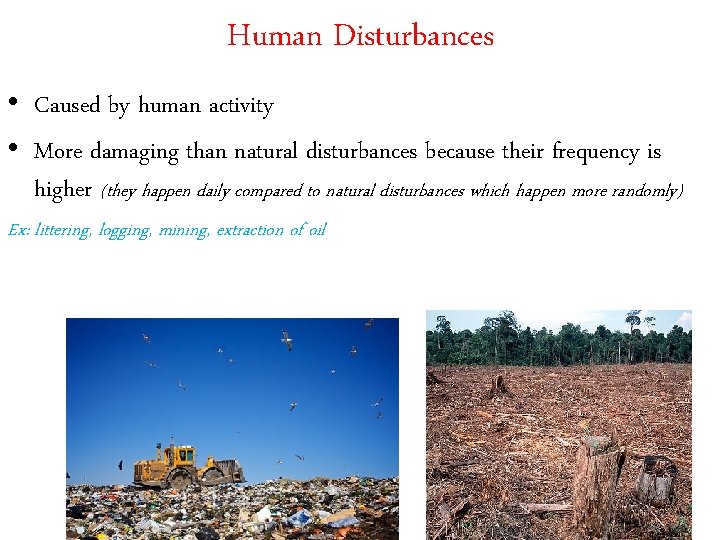 Human Disturbances • Caused by human activity • More damaging than natural disturbances because