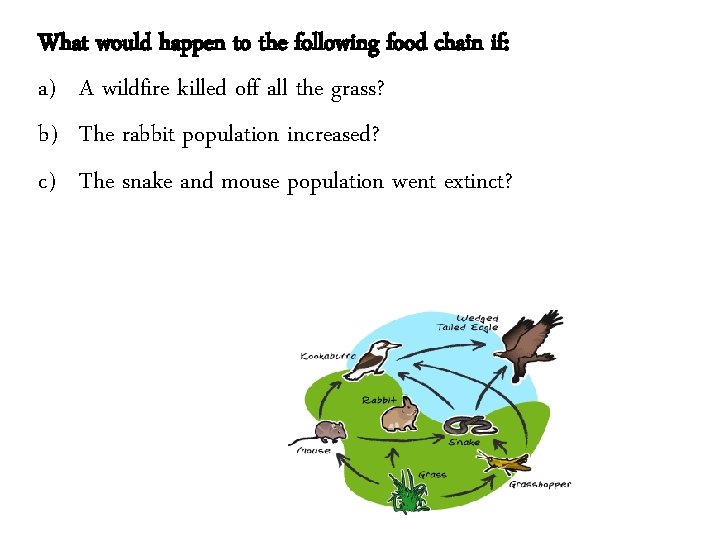 What would happen to the following food chain if: a) A wildfire killed off