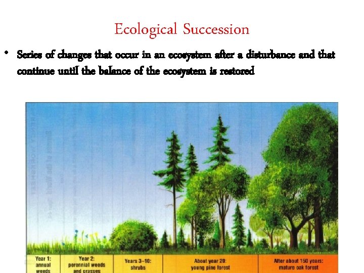 Ecological Succession • Series of changes that occur in an ecosystem after a disturbance