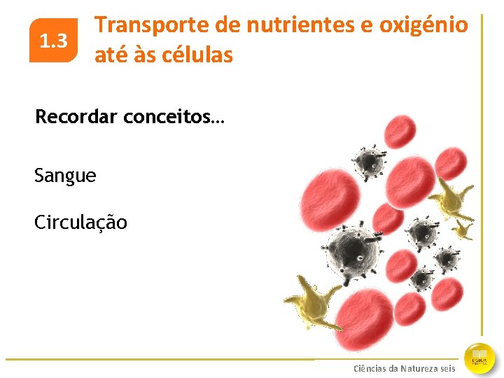 1. 3 Transporte de nutrientes e oxigénio até às células Recordar conceitos… Sangue Circulação