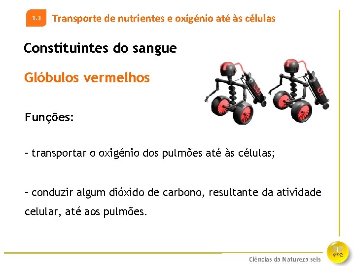 1. 3 Transporte de nutrientes e oxigénio até às células Constituintes do sangue Glóbulos