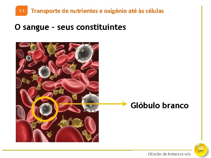 1. 3 Transporte de nutrientes e oxigénio até às células O sangue – seus