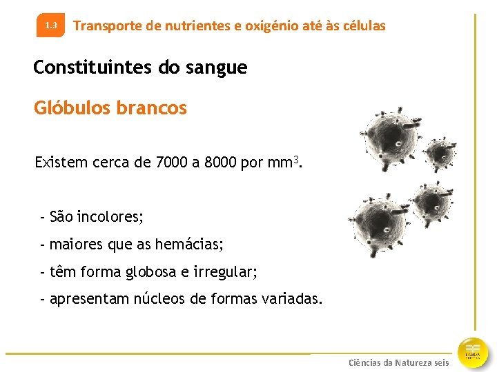 1. 3 Transporte de nutrientes e oxigénio até às células Constituintes do sangue Glóbulos