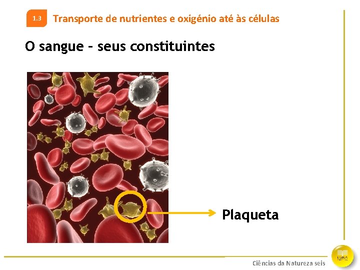 1. 3 Transporte de nutrientes e oxigénio até às células O sangue – seus