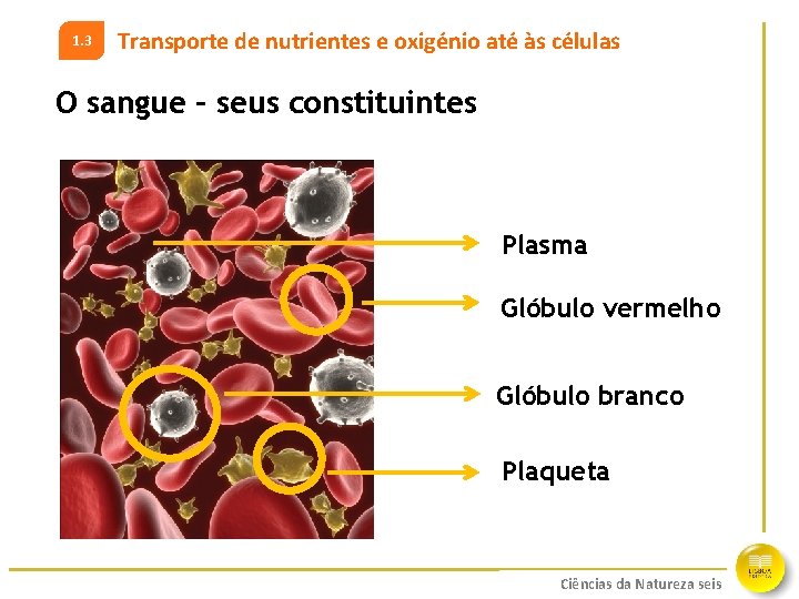 1. 3 Transporte de nutrientes e oxigénio até às células O sangue – seus