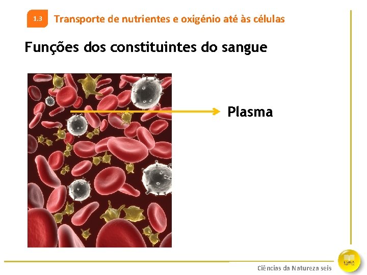 1. 3 Transporte de nutrientes e oxigénio até às células Funções dos constituintes do