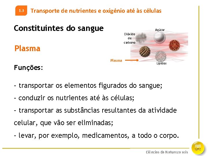 1. 3 Transporte de nutrientes e oxigénio até às células Constituintes do sangue Açúcar