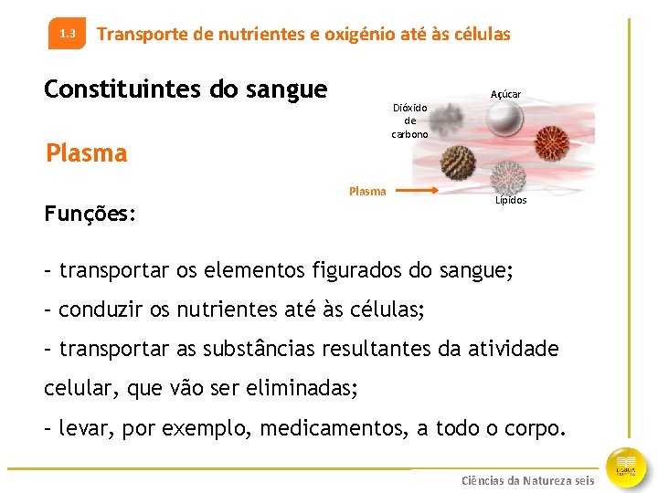 1. 3 Transporte de nutrientes e oxigénio até às células Constituintes do sangue Açúcar
