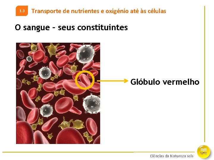 1. 3 Transporte de nutrientes e oxigénio até às células O sangue – seus