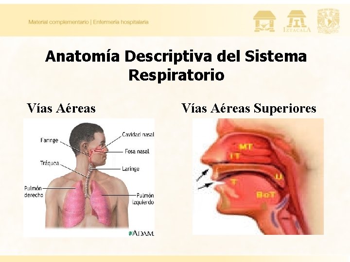 Anatomía Descriptiva del Sistema Respiratorio Vías Aéreas Superiores 